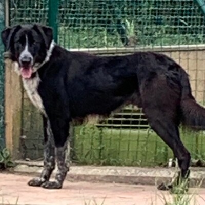 🐶Jerry sucht aktive Menschen, die viel mit ihm unternehmen und ihn auch geistig beschäftigen 💥, Mischlingsrüde - Rüde