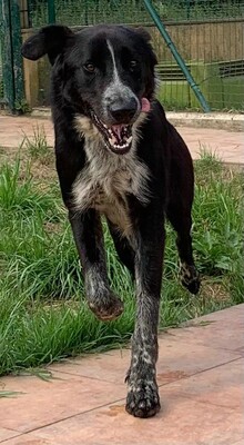 🐶Jerry sucht aktive Menschen, die viel mit ihm unternehmen und ihn auch geistig beschäftigen 💥, Mischlingsrüde - Rüde