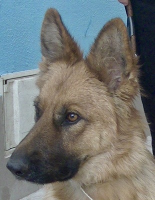 Jesica, Schäferhund Mix - Hündin