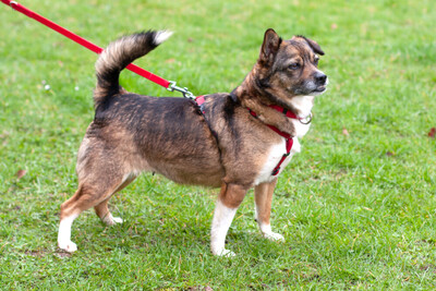 Jessca mit Video, Mix - Hündin