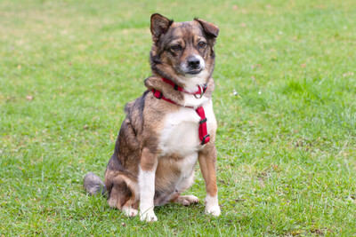 Jessca mit Video, Mix - Hündin