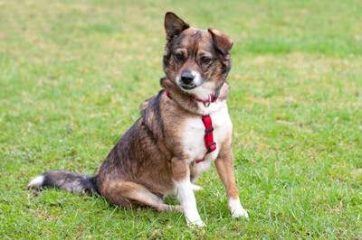 Jessca mit Video, Mix - Hündin