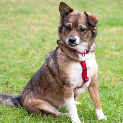 Jessca mit Video, Mix - Hündin