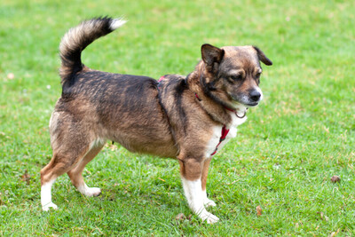 Jessca mit Video, Mix - Hündin