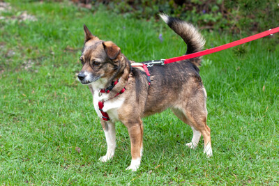 Jessca mit Video, Mix - Hündin