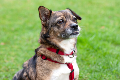 Jessca mit Video, Mix - Hündin