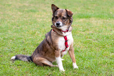 Jessca mit Video, Mix - Hündin