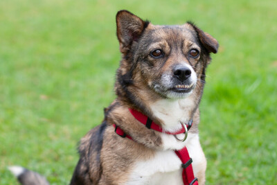 Jessca mit Video, Mix - Hündin