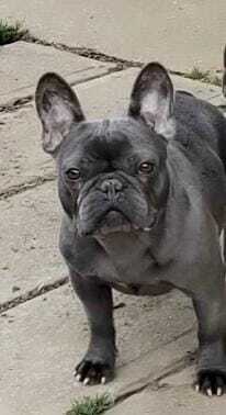 Jessi, Franz. Bulldogge - Hündin