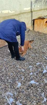 Jessi, ein sanftes, kleines Hundemädchen mit einem Herzen voller Vertrauen, Mischling - Hündin