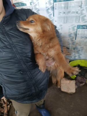 Jessi, ein sanftes, kleines Hundemädchen mit einem Herzen voller Vertrauen, Mischling - Hündin