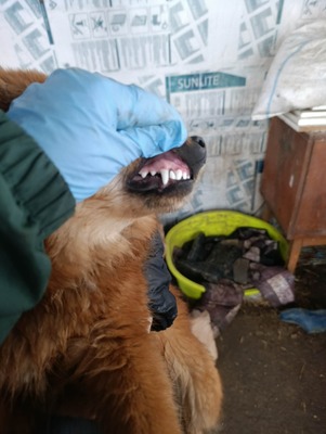 Jessi, ein sanftes, kleines Hundemädchen mit einem Herzen voller Vertrauen, Mischling - Hündin