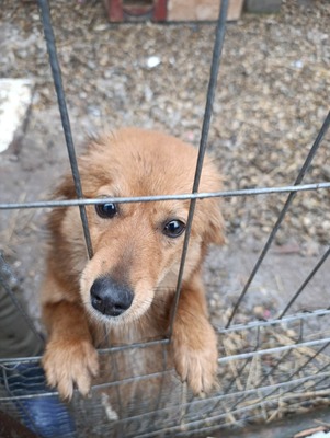 Jessi, ein sanftes, kleines Hundemädchen mit einem Herzen voller Vertrauen, Mischling - Hündin