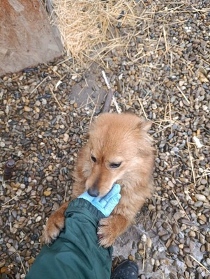 Jessi, ein sanftes, kleines Hundemädchen mit einem Herzen voller Vertrauen, Mischling - Hündin