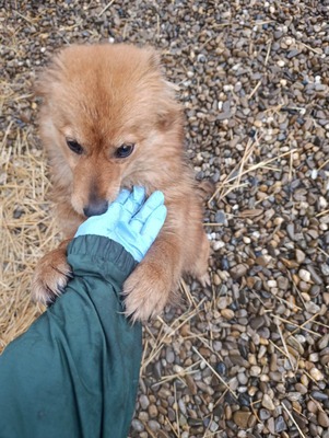 Jessi, ein sanftes, kleines Hundemädchen mit einem Herzen voller Vertrauen, Mischling - Hündin