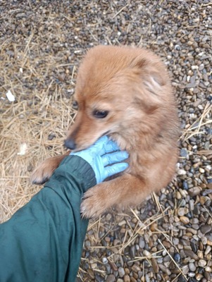 Jessi, ein sanftes, kleines Hundemädchen mit einem Herzen voller Vertrauen, Mischling - Hündin
