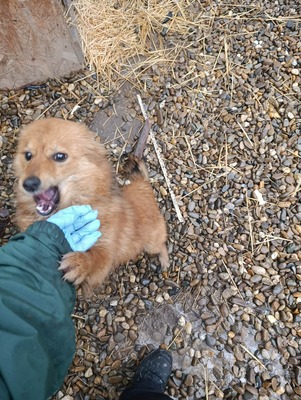 Jessi, ein sanftes, kleines Hundemädchen mit einem Herzen voller Vertrauen, Mischling - Hündin