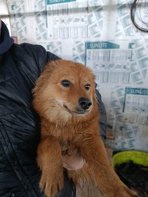 Jessi, ein sanftes, kleines Hundemädchen mit einem Herzen voller Vertrauen, Mischling - Hündin