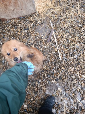 Jessi, ein sanftes, kleines Hundemädchen mit einem Herzen voller Vertrauen, Mischling - Hündin