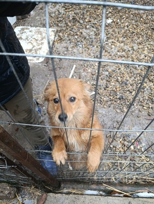 Jessi, ein sanftes, kleines Hundemädchen mit einem Herzen voller Vertrauen, Mischling - Hündin