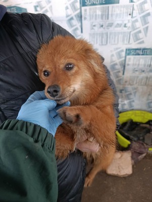 Jessi, ein sanftes, kleines Hundemädchen mit einem Herzen voller Vertrauen, Mischling - Hündin