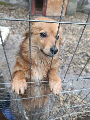 Jessi, ein sanftes, kleines Hundemädchen mit einem Herzen voller Vertrauen, Mischling - Hündin