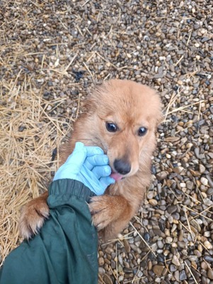 Jessi, ein sanftes, kleines Hundemädchen mit einem Herzen voller Vertrauen, Mischling - Hündin