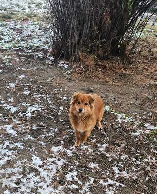 Jessi, ein sanftes, kleines Hundemädchen mit einem Herzen voller Vertrauen, Mischling - Hündin