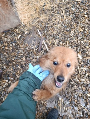 Jessi, ein sanftes, kleines Hundemädchen mit einem Herzen voller Vertrauen, Mischling - Hündin