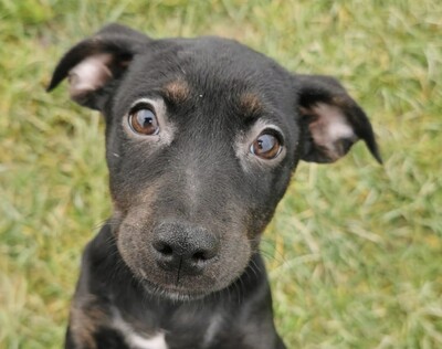 Jessy, Mischling Welpen - Hündin