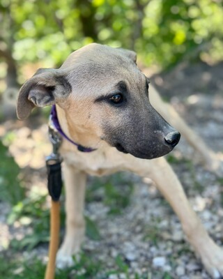 💜💜💜 Jessy wartet auf Ihre Familie💜💜💜, Mischling Welpen - Hündin