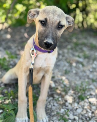 💜💜💜 Jessy wartet auf Ihre Familie💜💜💜, Mischling Welpen - Hündin