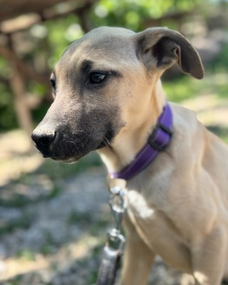 💜💜💜 Jessy wartet auf Ihre Familie💜💜💜, Mischling Welpen - Hündin