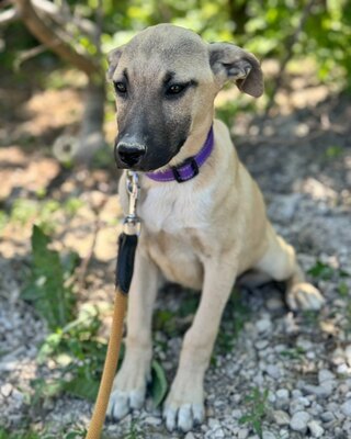 💜💜💜 Jessy wartet auf Ihre Familie💜💜💜, Mischling Welpen - Hündin