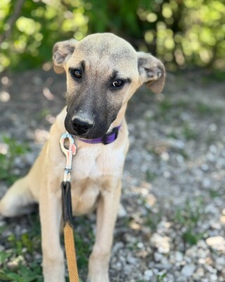 💜💜💜 Jessy wartet auf Ihre Familie💜💜💜, Mischling Welpen - Hündin