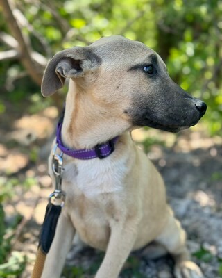 💜💜💜 Jessy wartet auf Ihre Familie💜💜💜, Mischling Welpen - Hündin