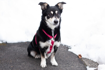 Jessymaus, Mischling - Hündin