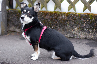 Jessymaus, Mischling - Hündin