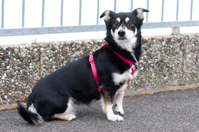 Jessymaus, Mischling - Hündin