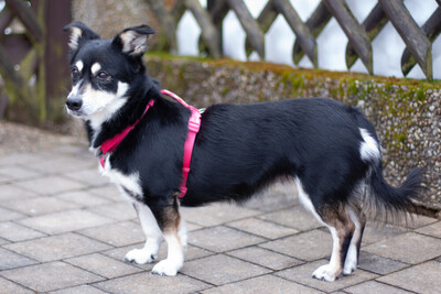 Jessymaus, Mischling - Hündin