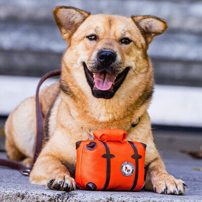 Jessyna, Mischling - Hündin