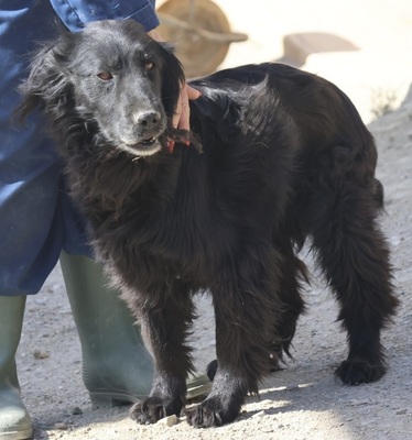 Jet, Setter - Mix - Rüde