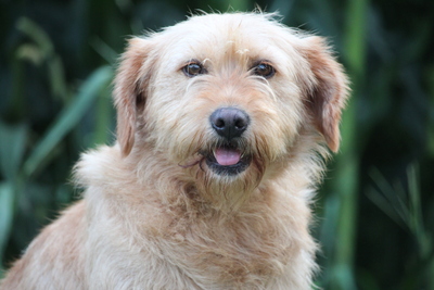 Jette, Mischling - Hündin