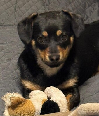 Jette, Mischling Welpen - Hündin