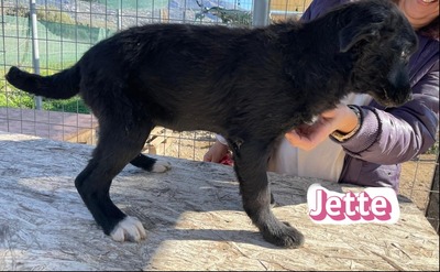 Jette, Mischling Welpen - Hündin