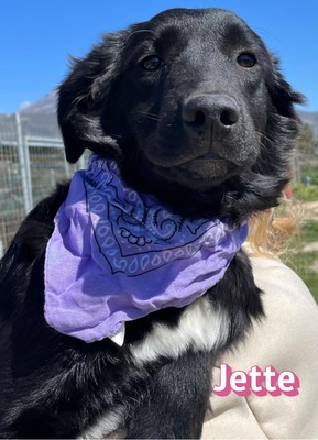 Jette, Mischling Welpen - Hündin