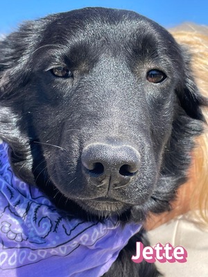 Jette, Mischling Welpen - Hündin