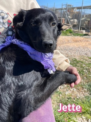 Jette, Mischling Welpen - Hündin