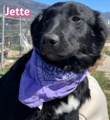 Jette, Mischling Welpen - Hündin
