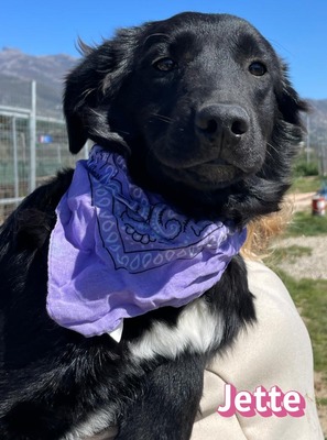 Jette, Mischling Welpen - Hündin